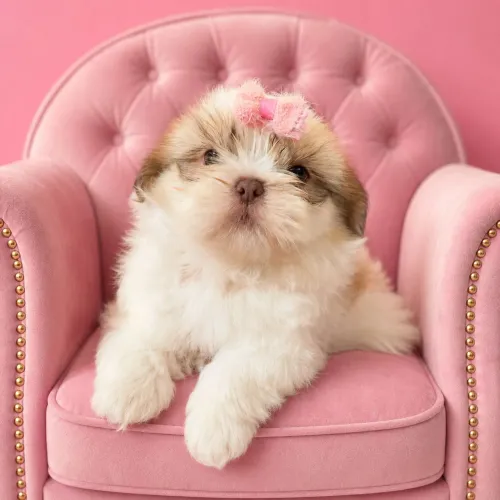 Shihzu fêmea tricolor A princesa mais linda! Pronta entrega 