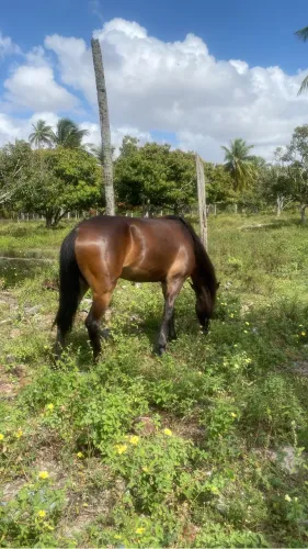 Vendo besta 