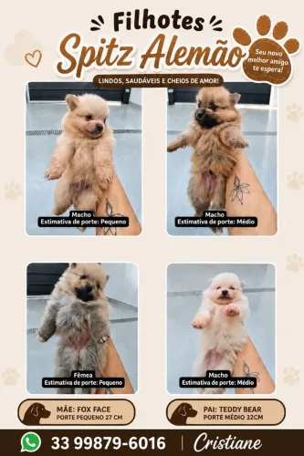Filhotes de Spitz Alemão (Lulu da Pomerania)