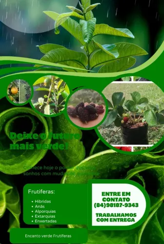 Mudas de frutíferas produtivas 