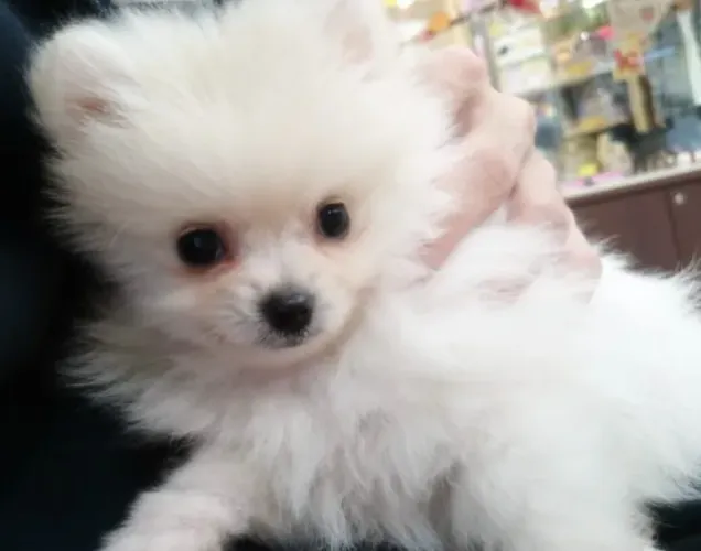 Filhote Spitz Alemão ideal para quem ama pets pequenos