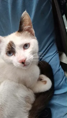 gatinhos para adoção