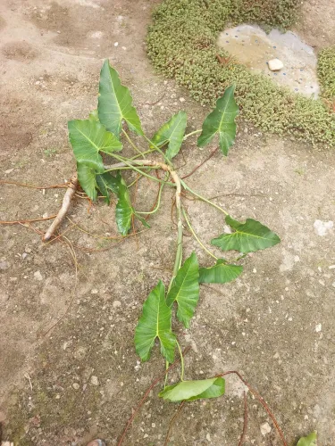 Trepadeira Filodendro