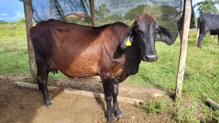 3 Vacas Leiteiras - Abate/Cria