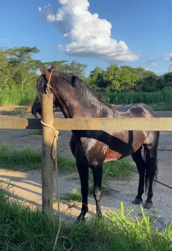 Mangalarga Marchador - Garanhão