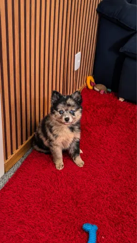 MINI POMSKY FEMEA f3 