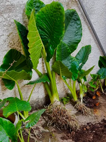 ? ORELHA DE ELEFANTE - PRONTA ENTREGA ?