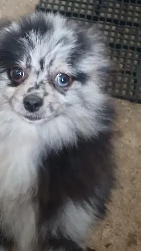 Lulu da pomerania