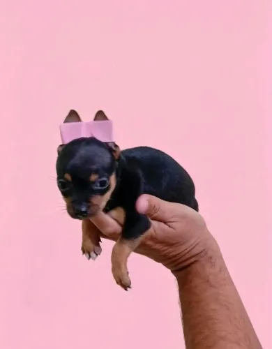 Pinscher 