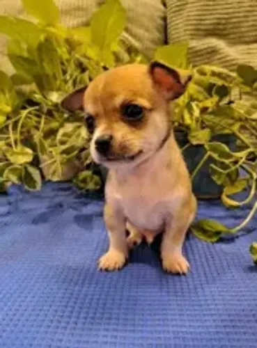 PINSCHER X FOX Promoção relâmpago de filhotes neste final de semana. Zap 9.975I.649I