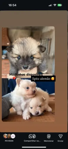 Spitz alemão
