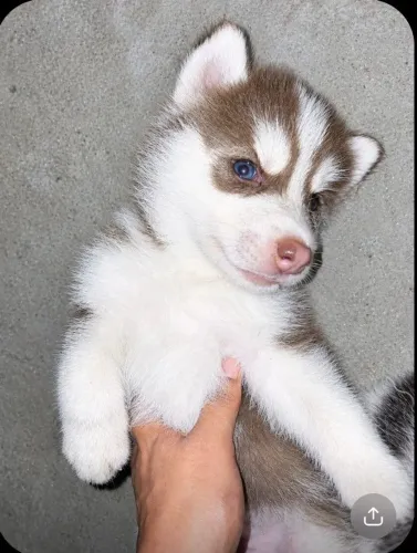 Filhotes de husky siberiano