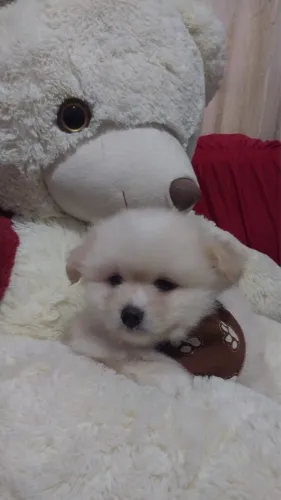 Lulu da pomeranea anao com 54 dias vacinado