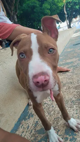 Pit Bull fêmea 