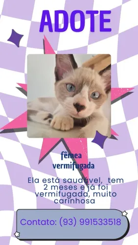 Adoção gatinha
