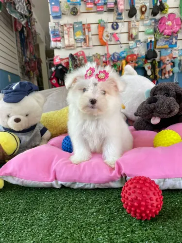 Maltês fêmea mini bem branquinha vacinada 