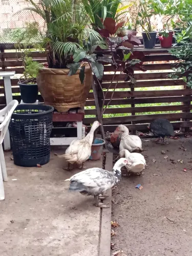 Patos pra venda 