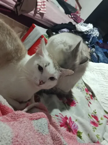 Animais