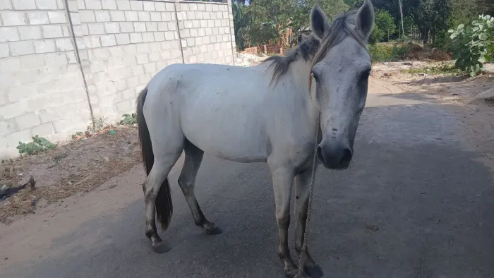 Cavalo
