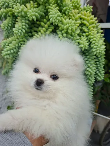 Filhotes de spitz alemão anão 