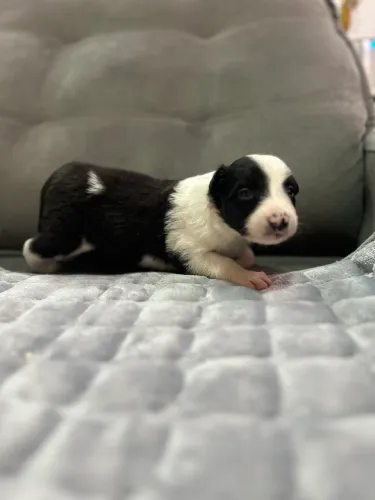 Border Collie