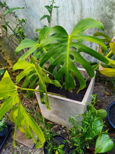 Costela de Adão (Monstera deliciosa)