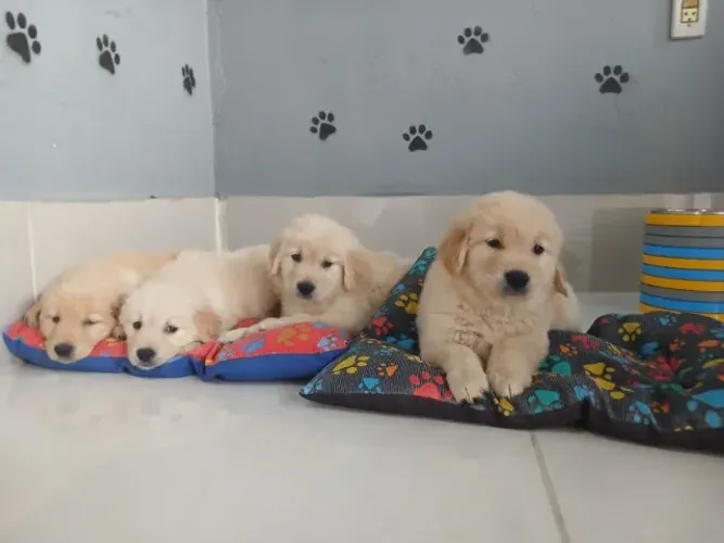 filhotes de Goldem Retriever