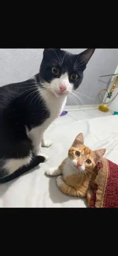 Animais