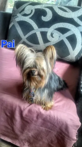 Yorkshire Padrão Macho 