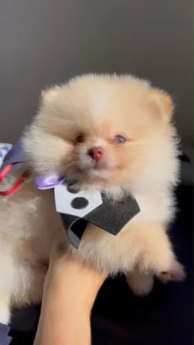 Spitz alemão anão