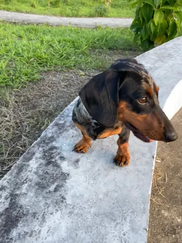 Adoção