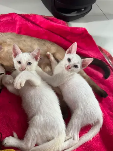 Doação de gatinhas 