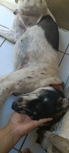 Adoção responsável!