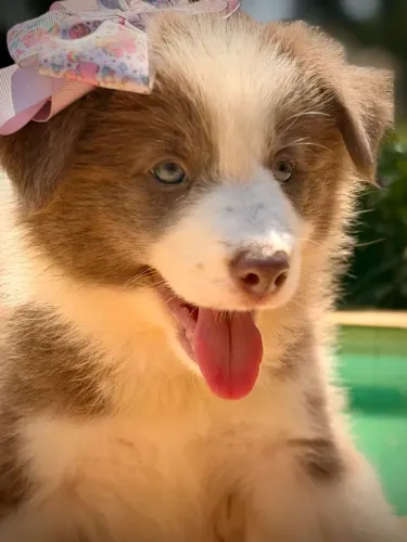 Border collie variadas cores