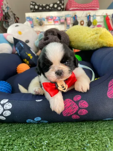 Shih tzu macho na promoção $980,00