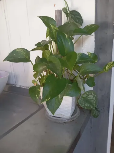 Planta Jiboia