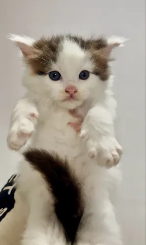 Maine Coon para reserva 