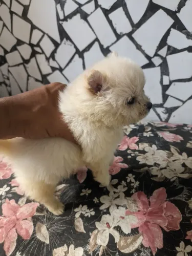 Lulu fêmea disponível (Uma princesa)