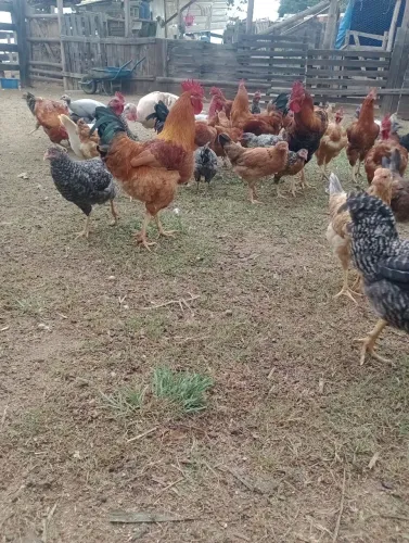 Frangos e frangas