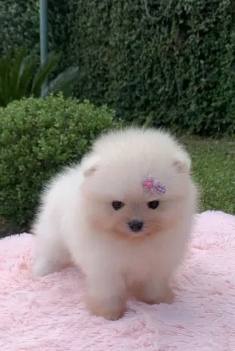 Lulu da pomerania anãzinha 