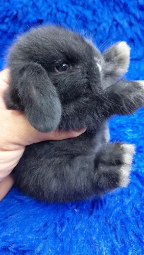Mini coelho Lop Uruguai fêmea Black