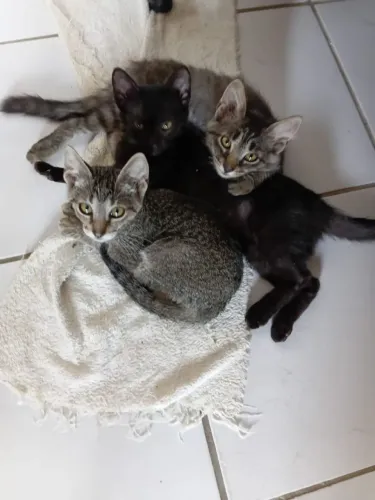 Gatinho