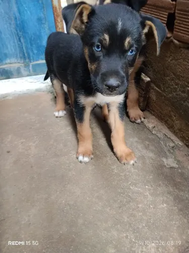 Doação de duas filhotes