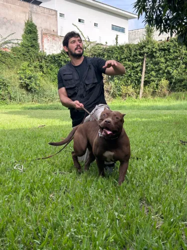 Vendo pitmonster com pedigree 
