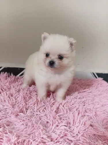 Spitz alemão