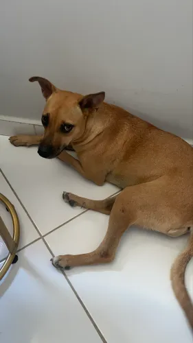 Doação de Cachorra Caramelo 