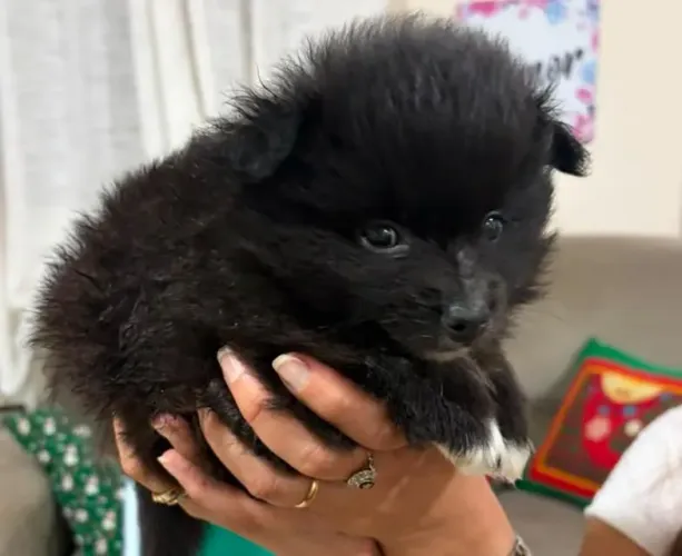 Machinho de Spitz Alemão 