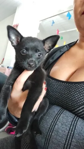 Pinscher  400,00
