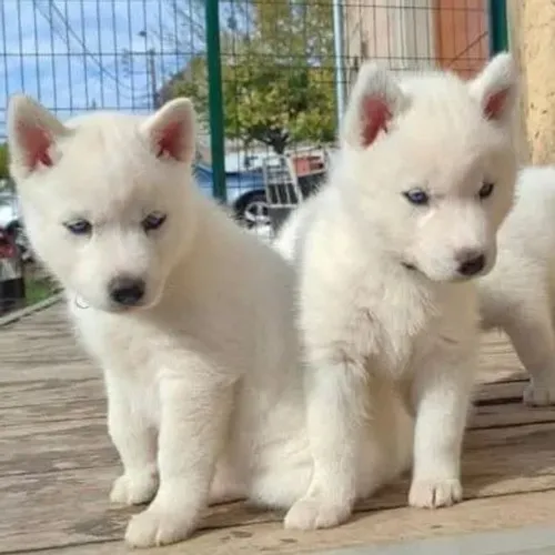 Filhotes de Husky Siberiano | Uma companhia especial começa com uma visita!