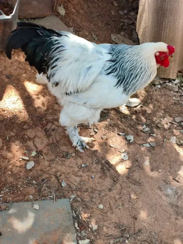 Galo Brahma